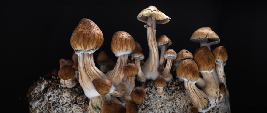 Mushrooms - Harness the power of mushrooms